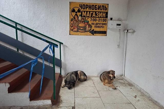 Was es mit den blauen Hunden in Tschernobyl auf sich hat