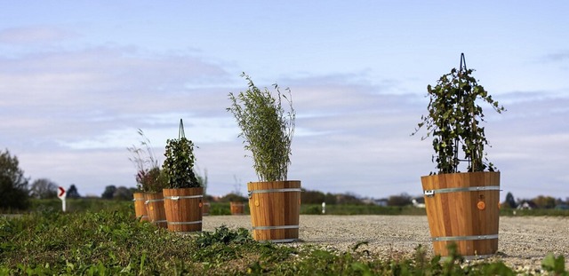 Sind per se unschuldig: die Blumenkbel  | Foto: Philipp von Ditfurth (dpa)
