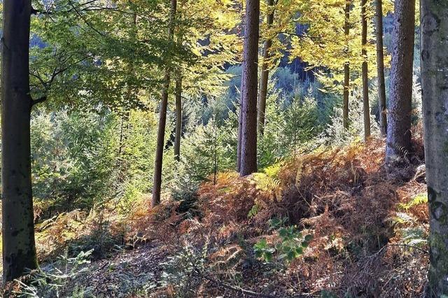 Holzpreise bewegen sich auf stabilem Niveau
