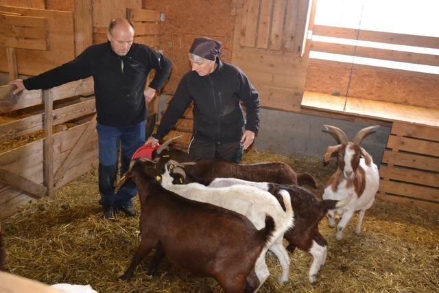Vom Riss ihrer Ziegen sind, ist man im Ziegenhof in Menzenschwand geschockt, von der ausbleibenden Entschdigung enttuscht