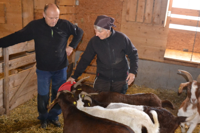Landwirt in Menzenschwand findet fnf tote Ziegen - entschdigt wird er nicht