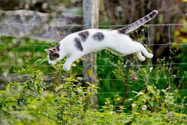 Gemeinderat Eimeldingen stimmt gegen Katzenschutzverordnung