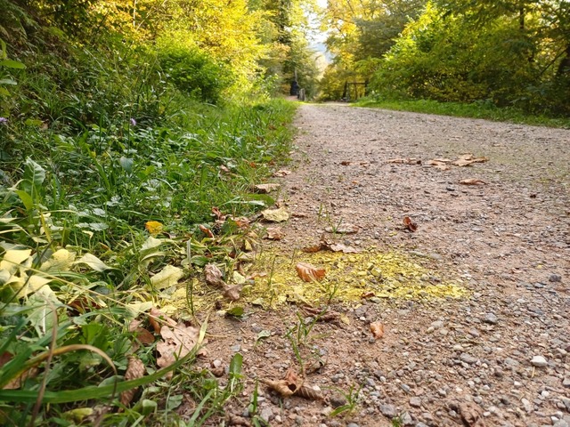 Die Leiche des Babys wurde in der Nhe...Waldspielplatzes in Maulburg entdeckt.  | Foto: Maximilian Mller