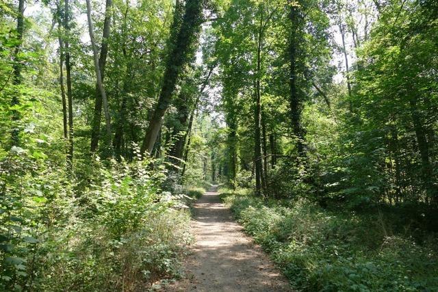 Forstrevierleiter spricht ber Herausforderungen im Stadtwald von Weil am Rhein