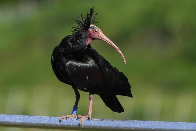 Was Waldrapp Zoppos Tod fr die berlinger Kolonie bedeutet