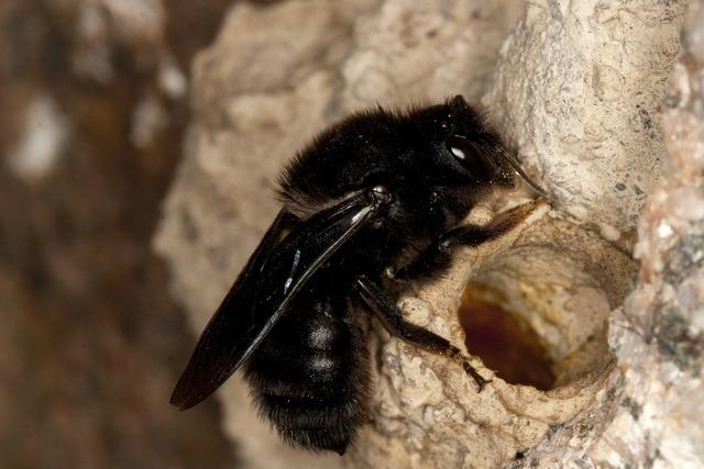 Die stark bedrohte Mrtelbiene findet ein Zuhause in Efringen-Kirchen