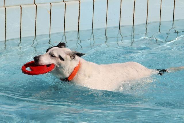 Inzlingen erhht die Hundesteuer