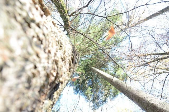 Klimawandel beeinflusst Forstwirtschaft im Kanderner Stadtwald stark