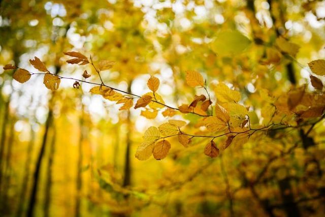 2025 ist ein gutes Jahr fr den Wald in Eisenbach