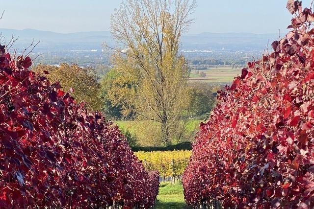 Was brauchen Winzer und Gastwirte im Raum Lrrach?