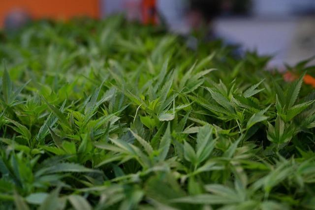 Das Amtsgericht von Bad Sckingen verurteilt ein Ehepaar wegen Drogenbesitzes zu Haft- und Bewhrungsstrafe