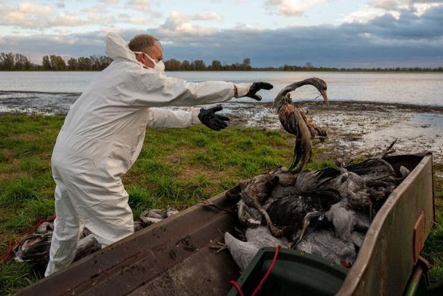 Interview: "Wir suchen Vogelgrippe-Viren, die an den Menschen angepasst sind"