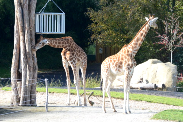 Neuer Afrika-Bereich im Zoo Mulhouse: Gazelle trifft Giraffe und Zwergflusspferd