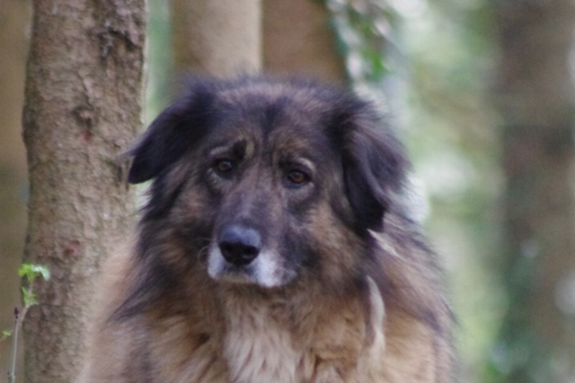Hndin Tessa berlebte sieben Jahre im Wald - nun ist sie zurck
