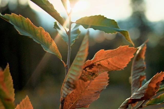 Naturnahe Trauersttte: Gedenkbaum als Ort der Erinnerung