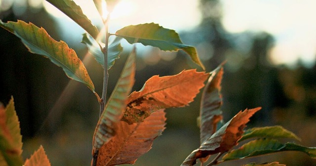 Der Baum ist fr viele ein Symbol des ...uer in Kooperation mit  Myblackforest.  | Foto: OrangeBox