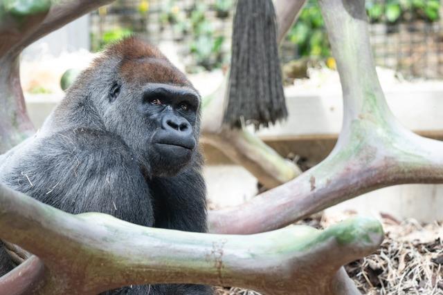 Silberrcken Yeba ist der neue Boss der Gorillagruppe im Zoo Basel