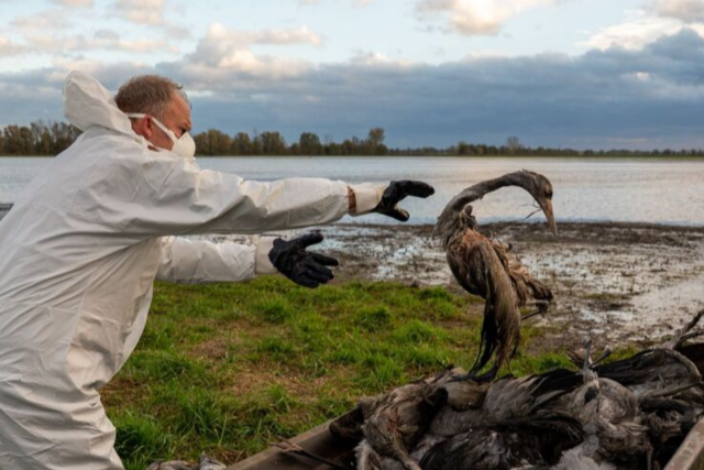 Freiburger Flu-Prep-Forscher sucht Vogelgrippe-Viren, die an den Menschen angepasst sind