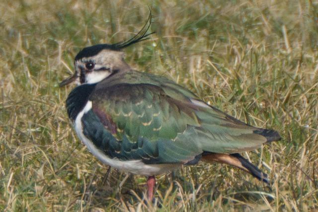 Was mit den Vgeln und Fledermusen im Sdschwarzwald im Winter passiert