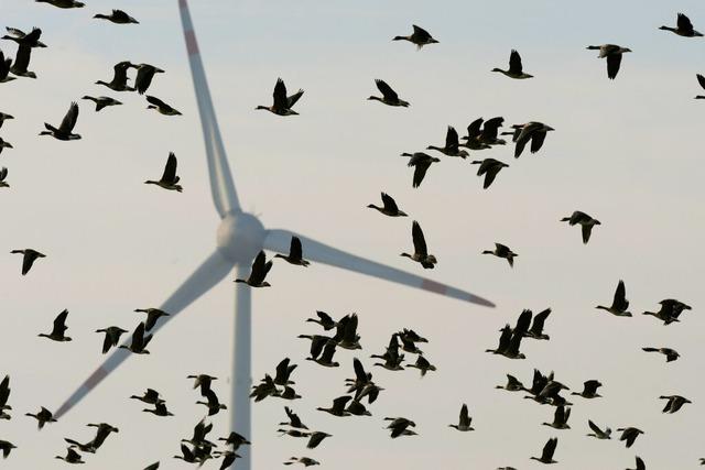 Vogelgrippe im Ortenaukreis nachgewiesen