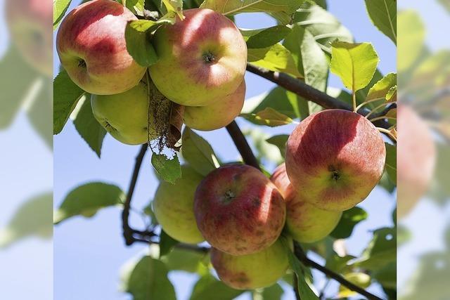 In einem kleinen Apfel