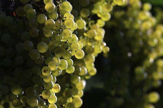Es gibt viel mehr alte Winzer als alte rzte