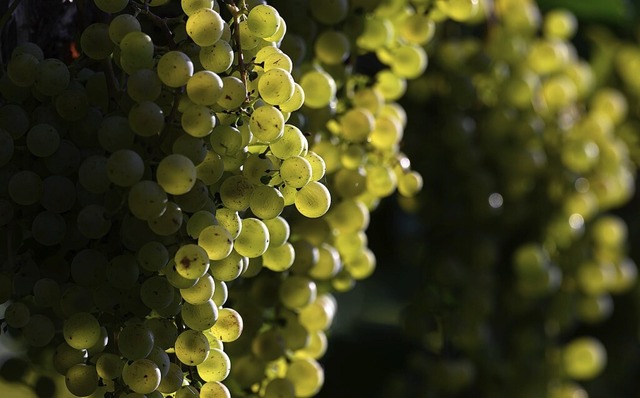 Wein ist ein uraltes Kulturgut.  | Foto: Hendrik Schmidt (dpa)