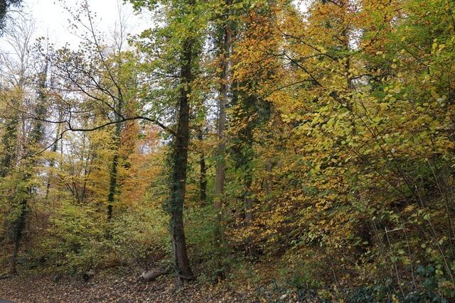 Gemeindewald Maulburg erzielt deutlich hheren berschuss als geplant