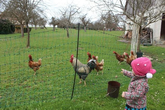 Vogelgrippe: Hhnerhalter im Hochschwarzwald treffen bereits Vorbereitungen