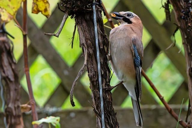 Eichelhher legt sich in Friesenheim seinen Wintervorrat an
