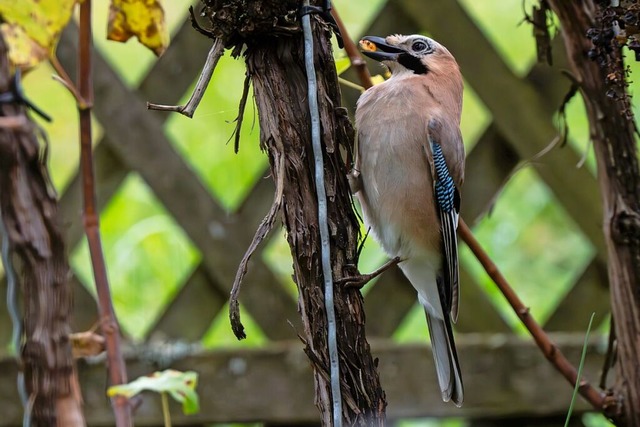 Eichelhher  | Foto: Dietmar Kairies