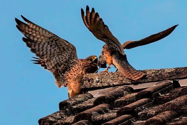 Futter fr die Falken in Friesenheim