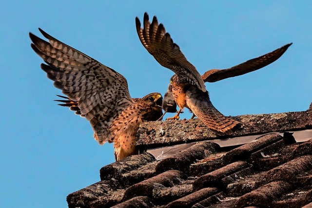 Falken in Friesenheim. | Foto: Dietmar Kairies Falken in Friesenheim. | Foto: Dietmar Kairies