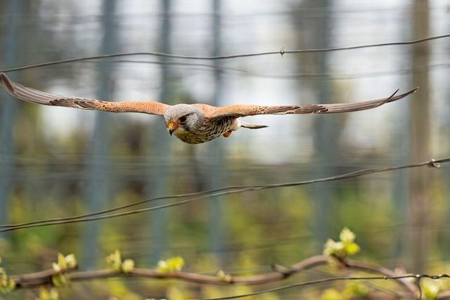 Flugknstler in den Friesenheimer Reben