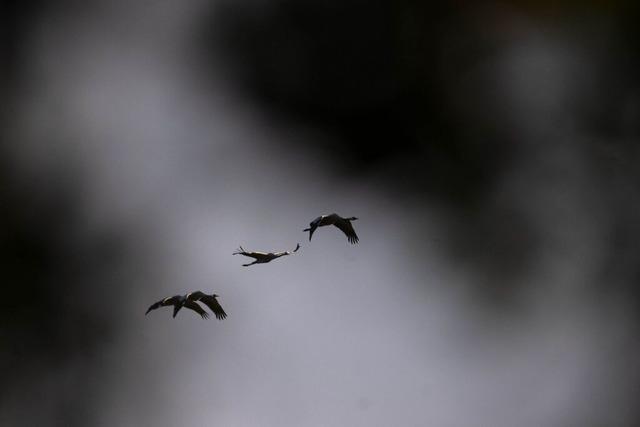 Vogelgrippe erreicht Sdbaden – infizierter Schwan in der Ortenau entdeckt