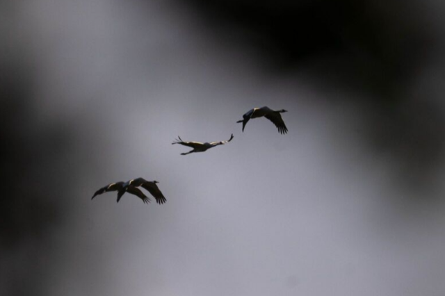 Vogelgrippe erreicht Sdbaden - infizierter Schwan in der Ortenau entdeckt