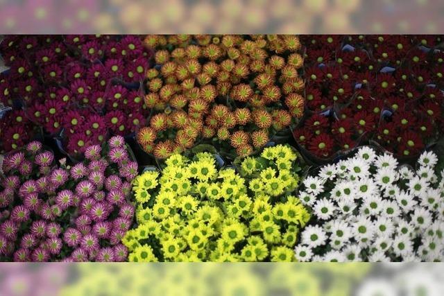 Die Winterheldin im Beet