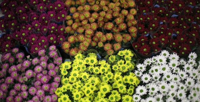 Zartes Rosa, leuchtendes Gelb, tiefes ...men sind ein wandelbares Bltenwunder.  | Foto: Ina Fassbender/dpa