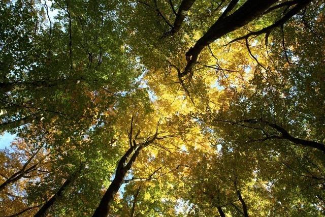 Neue Bume im Wald von Bollschweil sollen dem Klimawandel trotzen