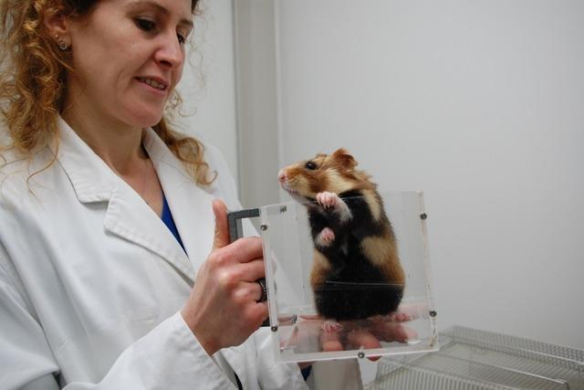 Population fast halbiert: Der Feldhamster im Elsass ist stark gefhrdet. Warum?