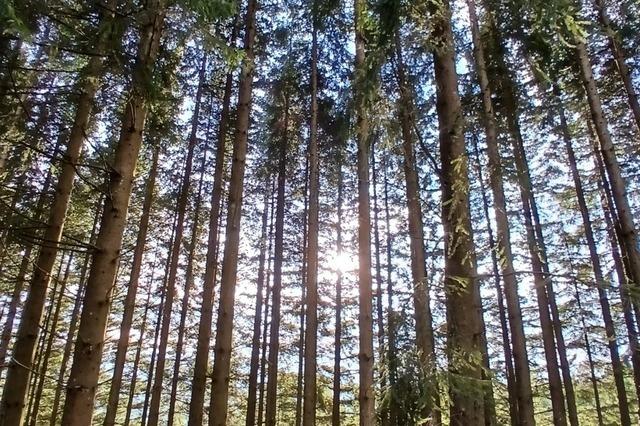 Holzernte von Rtenbach verbessert sich im Jahr 2025 deutlich gegenber dem Vorjahr