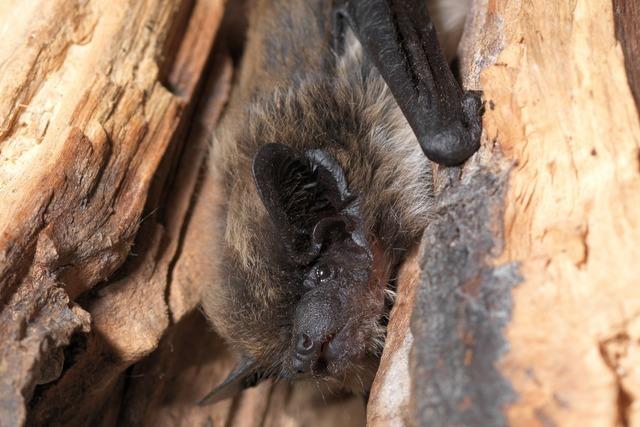 Alpenfledermaus in Basel-Stadt: Wie die Stadtgrtnerei ihren Lebensraum schtzt