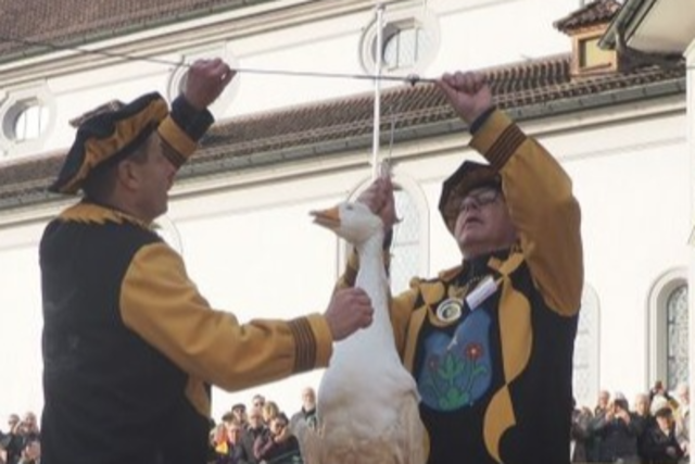 Beim Schweizer Martinsbrauch 