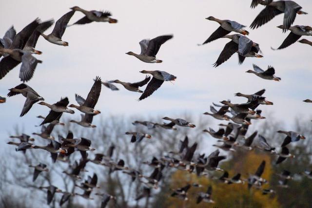 Vogelgrippe erreicht Grenzregion, Stallpflicht in Teilen des Ortenaukreises