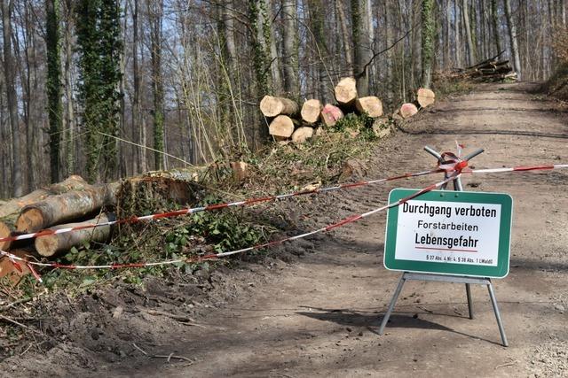 Fllung einzelner Bume soll helfen, den Lrracher Stadtwald klimastabiler zu machen