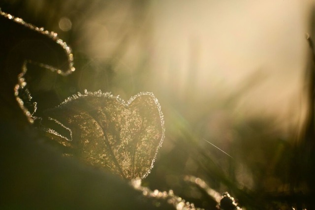 Ein Blatt mit Raureif liegt in der Morgensonne.  | Foto: Sebastian Gollnow (dpa)