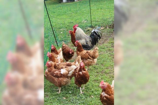 Stallpflicht und strengere Hygieneauflagen: Vogelgrippe hat Auswirkung auf Betrieb in Neuried