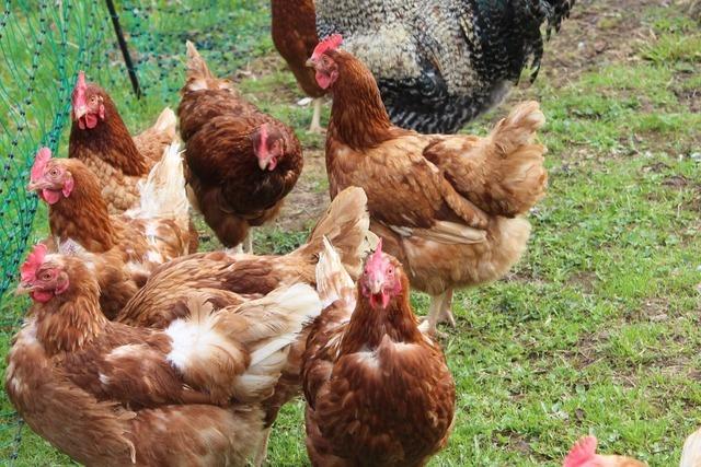 Stallpflicht und strengere Hygieneauflagen: Vogelgrippe hat Auswirkung auf Betrieb in Neuried