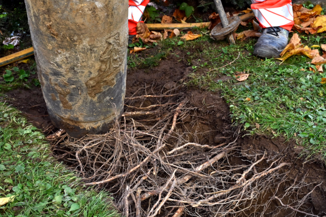 Auf Freiburger Baustellen werden Baumwurzeln geschont - mit Saugbaggern