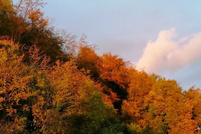 Herbstidylle in Schwrstadt brachte der Martinisommer.  | Foto: Helmut Kohler